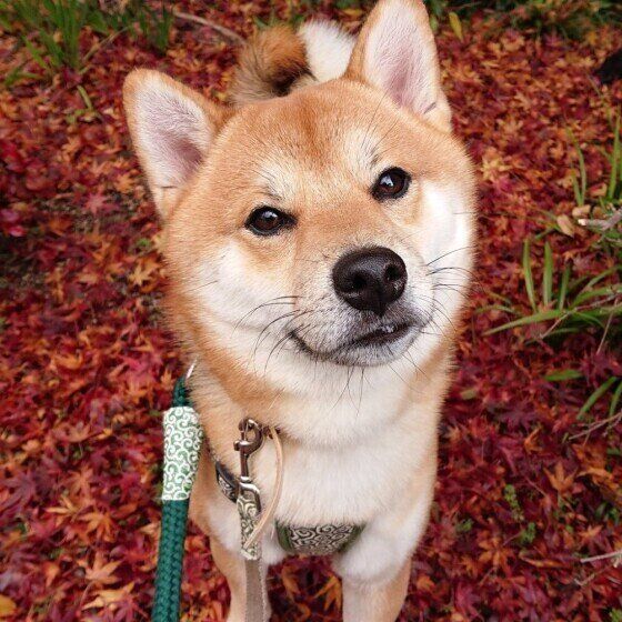 犬が誤食すると危険な秋〜冬の植物 いぬのきもち