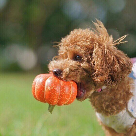 オレンジ色の小さなかぼちゃを加えて横を向いている茶色のトイ・プードル