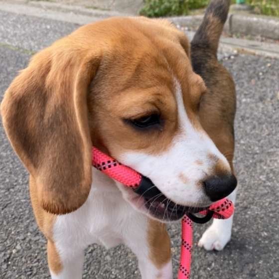 お散歩するビーグル