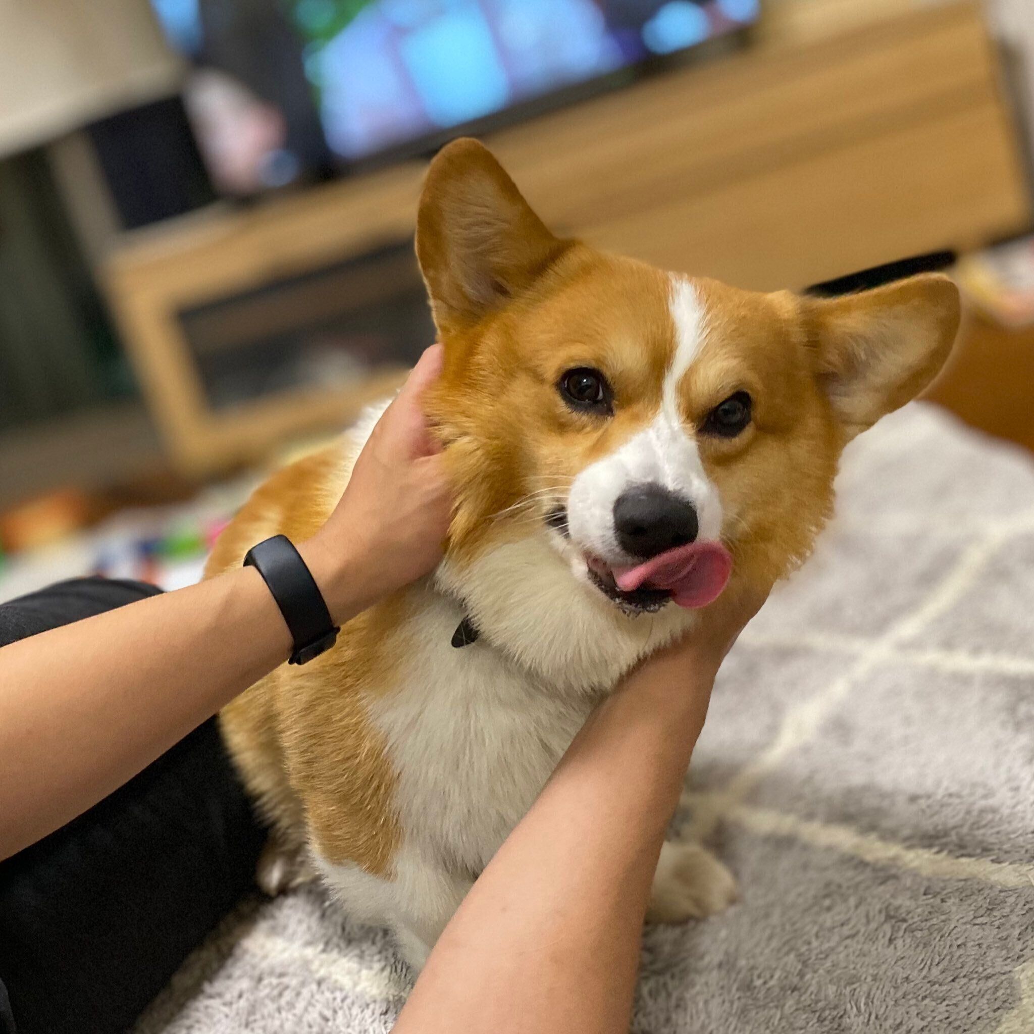 ワシャワシャされるラッキーくん