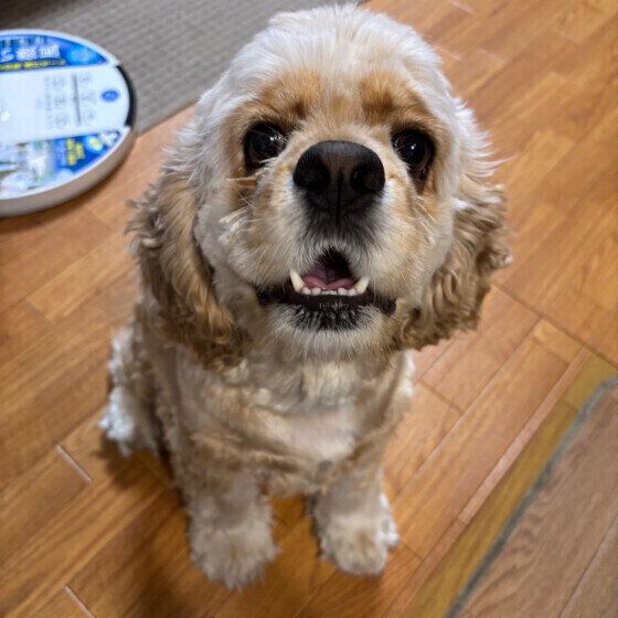 犬が飲むとNGな飲み物6選 いぬのきもち