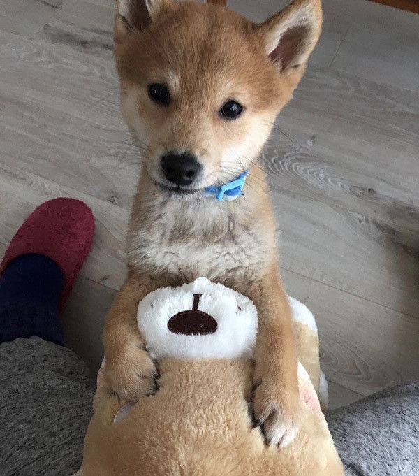 忠犬もちしばと柴犬