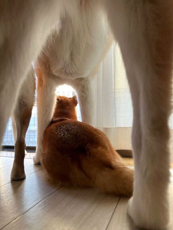 外を眺めるももちゃん、らいちゃん