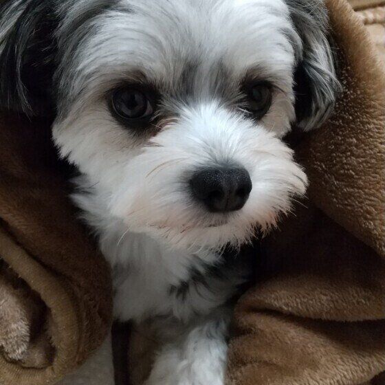 毛布にくるまる犬