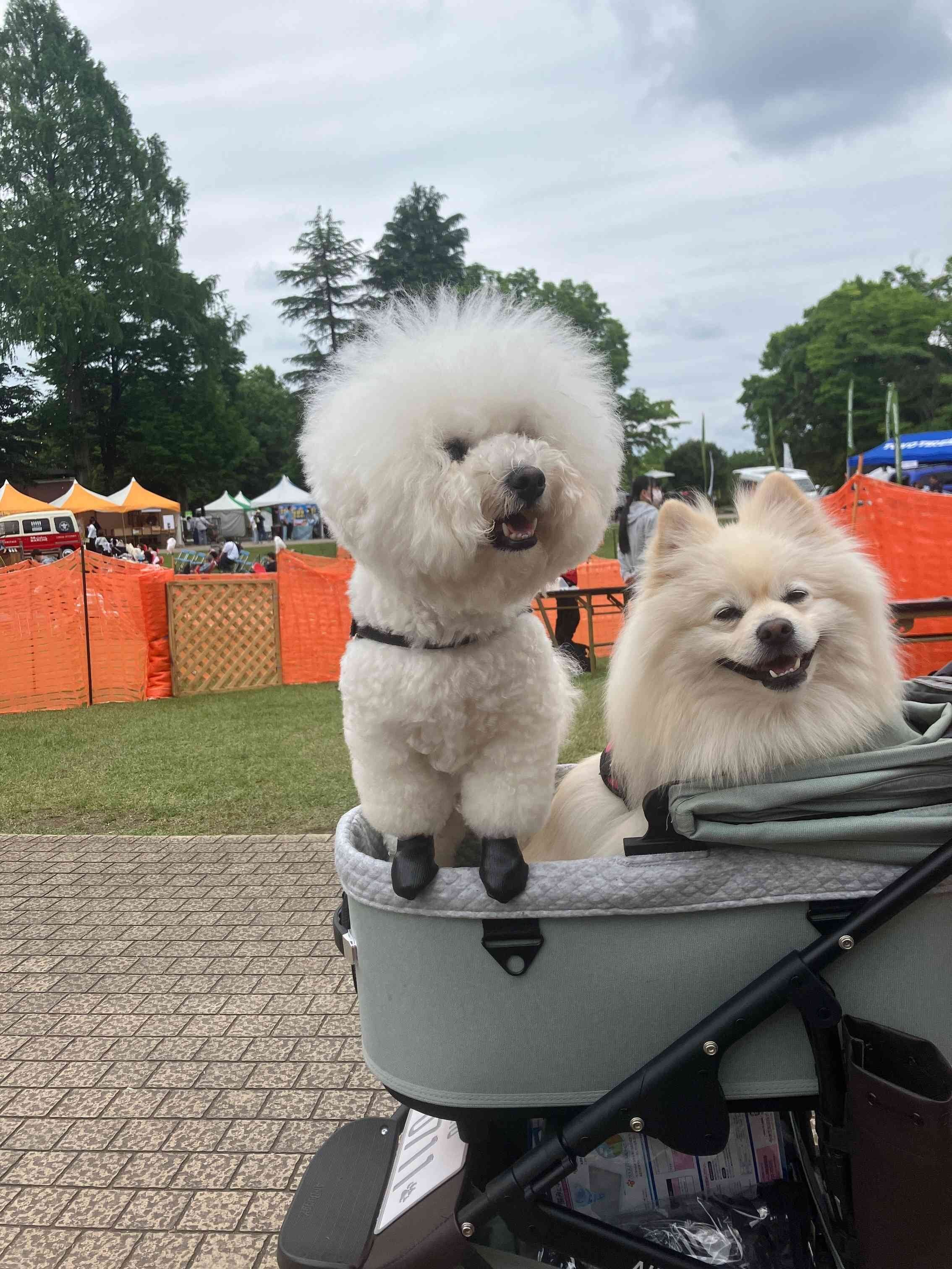 いぬのきもちフェスタ