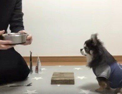 ゴハンを待つチワワ