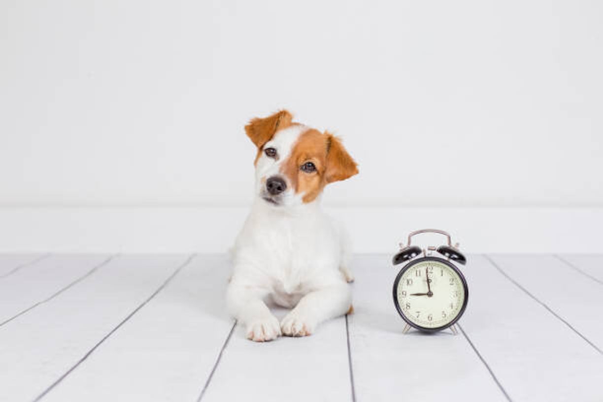 犬の お姉さん座り の注意点 病気が疑われるケースも いぬのきもちweb Magazine 犬の お姉さん座り の注意点 病気が疑われるケースも いぬのきもちweb Magazine