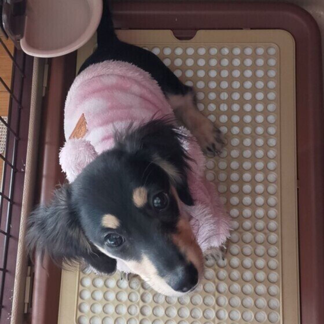 メスなのに足を上げてオシッコ 二足立ちでウンチ 犬のトイレにまつわる疑問 いぬのきもちweb Magazine メスなのに足を上げてオシッコ 二足立ちでウンチ 犬のトイレにまつわる疑問 いぬのきもちweb Magazine