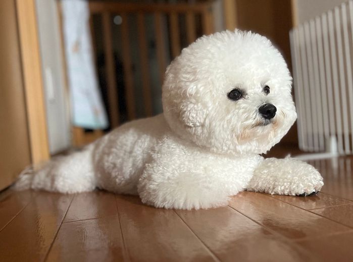 モフモフなセトくん