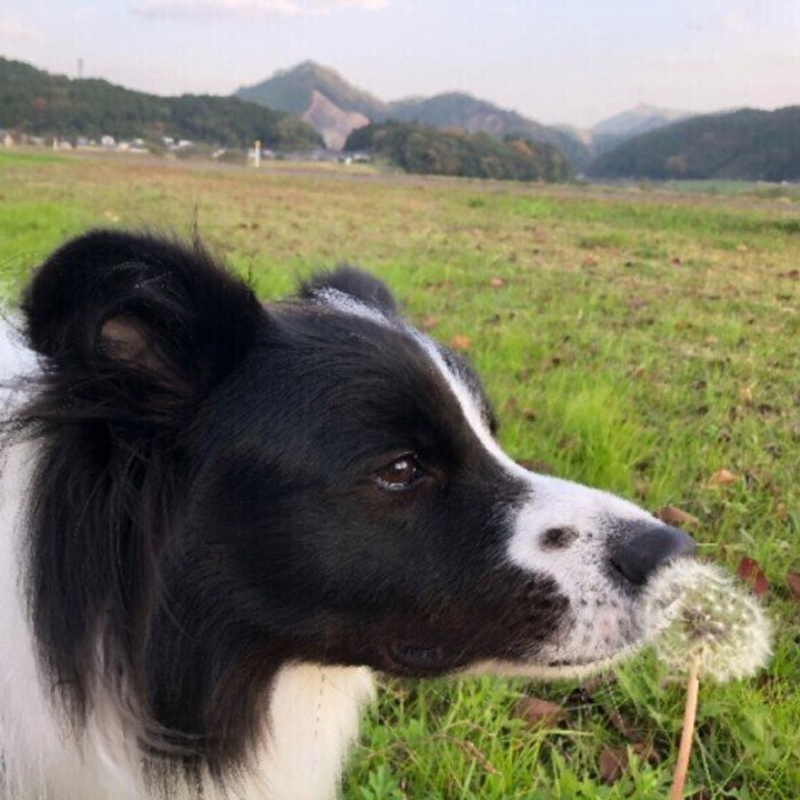 犬は人の1億倍も鼻がきく 犬の嗅覚がスゴイ理由を大解剖 いぬのきもちweb Magazine 犬は人の1億倍も鼻がきく 犬の嗅覚がスゴイ理由を大解剖 いぬのきもちweb Magazine