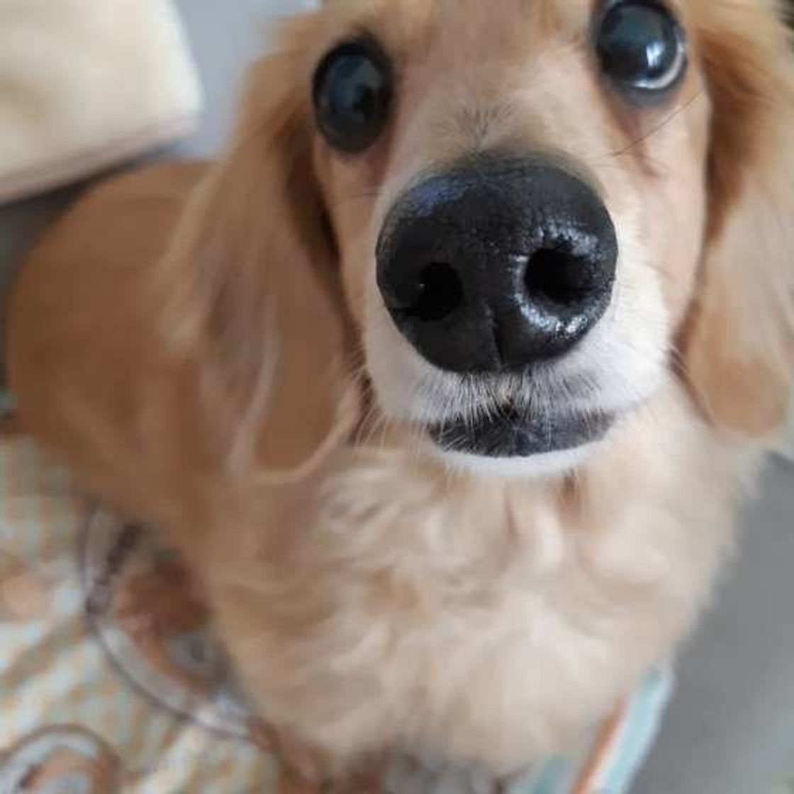 犬の室内飼い Or 外飼い 実際の飼い主のリアルな意見は いぬのきもちweb Magazine 犬の室内飼い Or 外飼い 実際の飼い主のリアルな意見は いぬのきもちweb Magazine