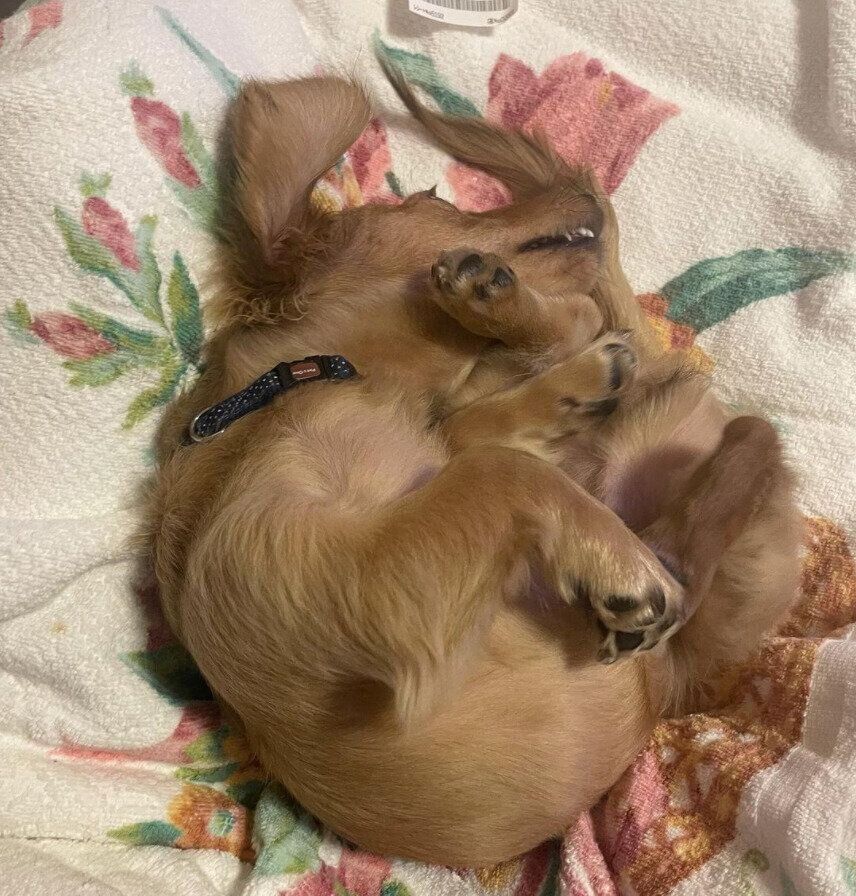 寝相悪すぎな犬たち 無意識が見せるカワイイ姿をキャッチ いぬのきもちweb Magazine