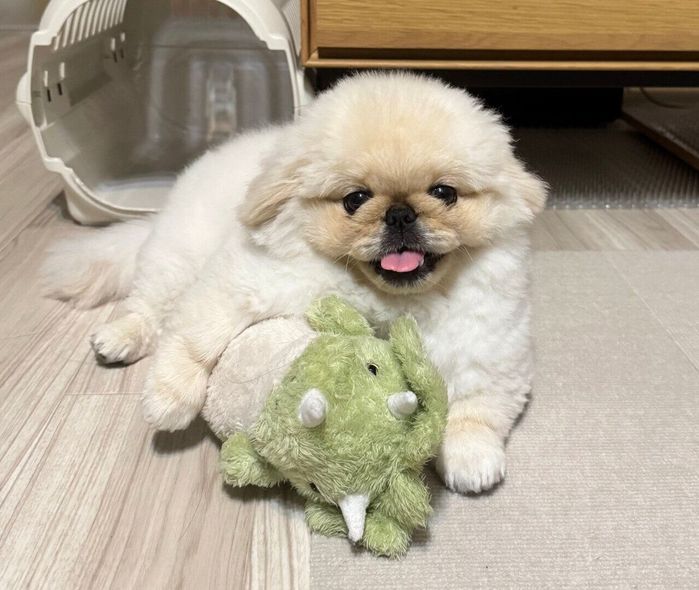 ぬいぐるみと遊ぶこまちよちゃん