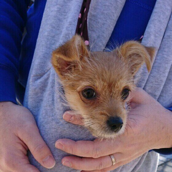 スリングで抱っこされているきなこちゃん