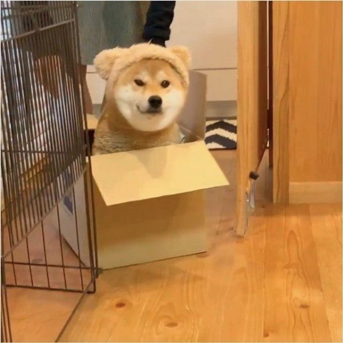 ドヤ顔が悶絶級のかわいさ 着ぐるみ犬の 柴っクマ 現る いぬのきもちweb Magazine ドヤ顔が悶絶級のかわいさ 着ぐるみ犬の 柴っクマ 現る いぬのきもちweb Magazine