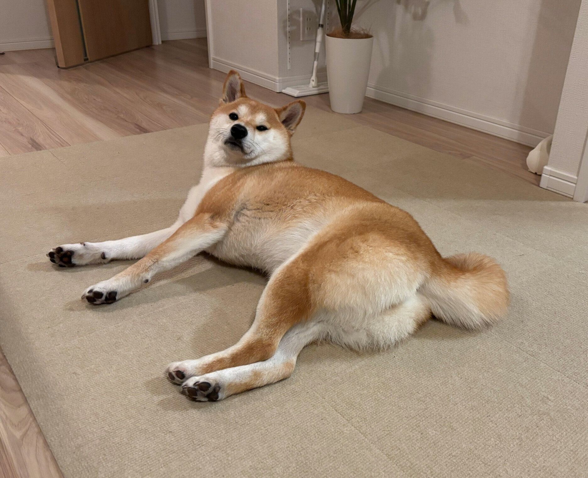 飼い主さんをチラ見するもなかまるちゃん