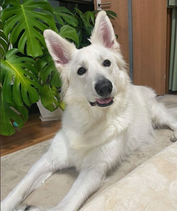 可愛らしい表情をするモフちゃん