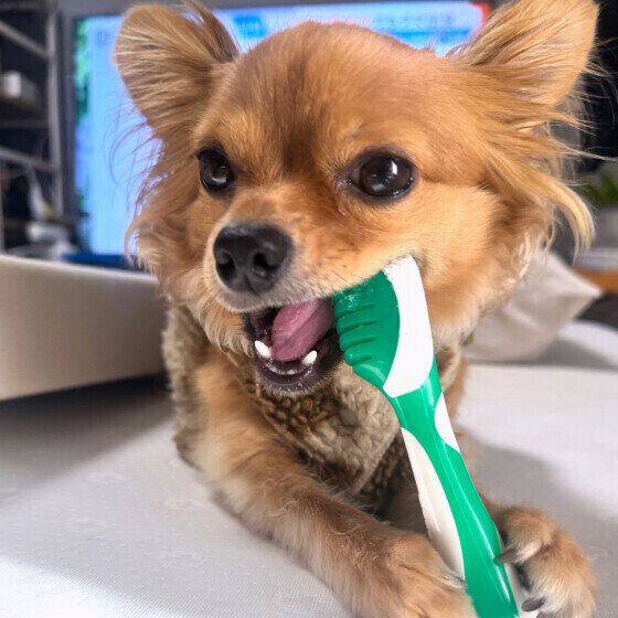 おもちゃをガジガジ中