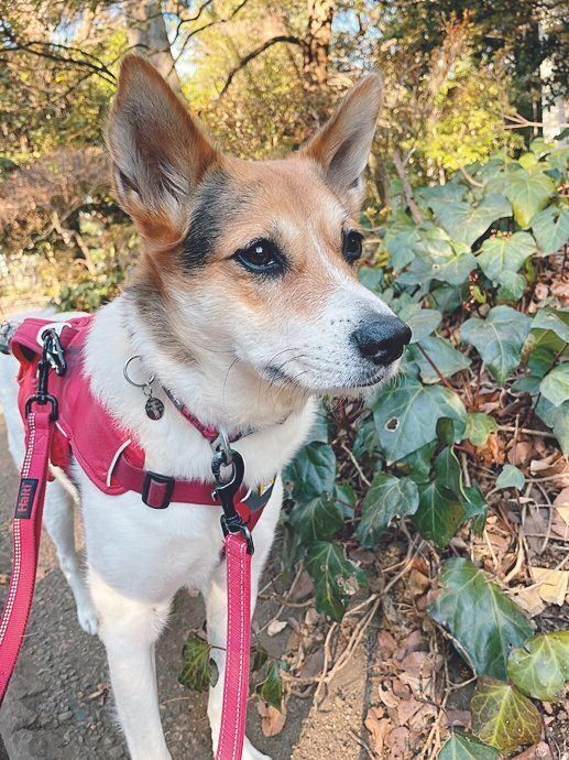 イギリスから日本に赴任中のSさんに迎えられたシーナちゃん。夏は海に行ったり、冬は山で雪遊びをしたりしました