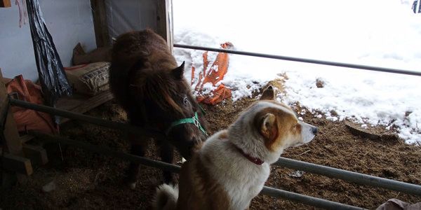 ポニーに毛づくろいされている犬