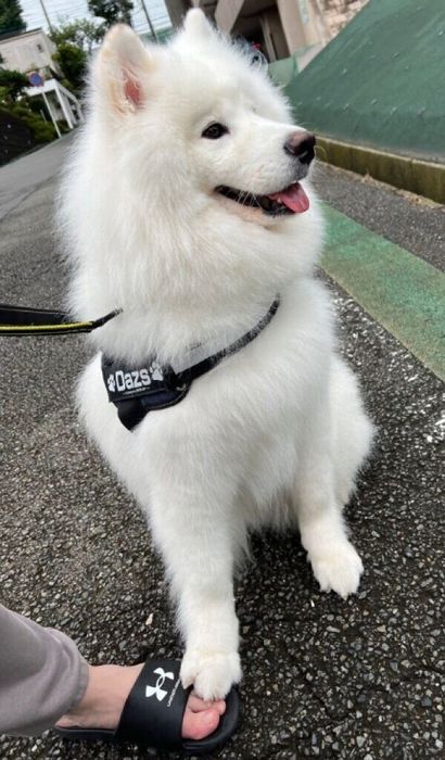 飼い主さんの足を踏むダッツくん