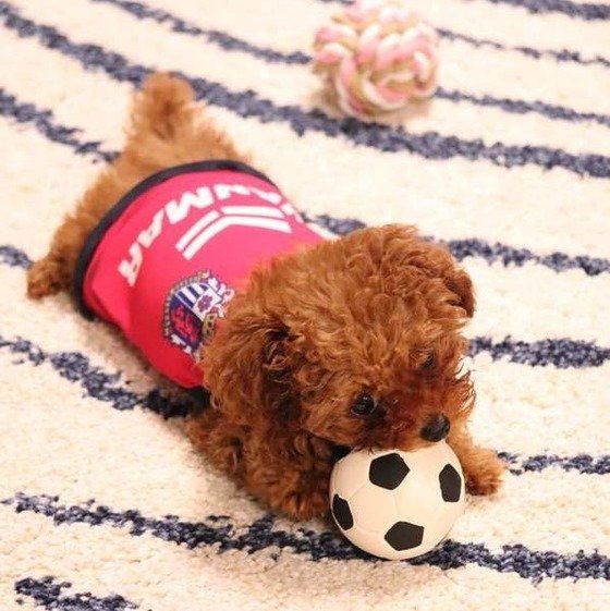 おもちゃで遊ぶトイ・プードル