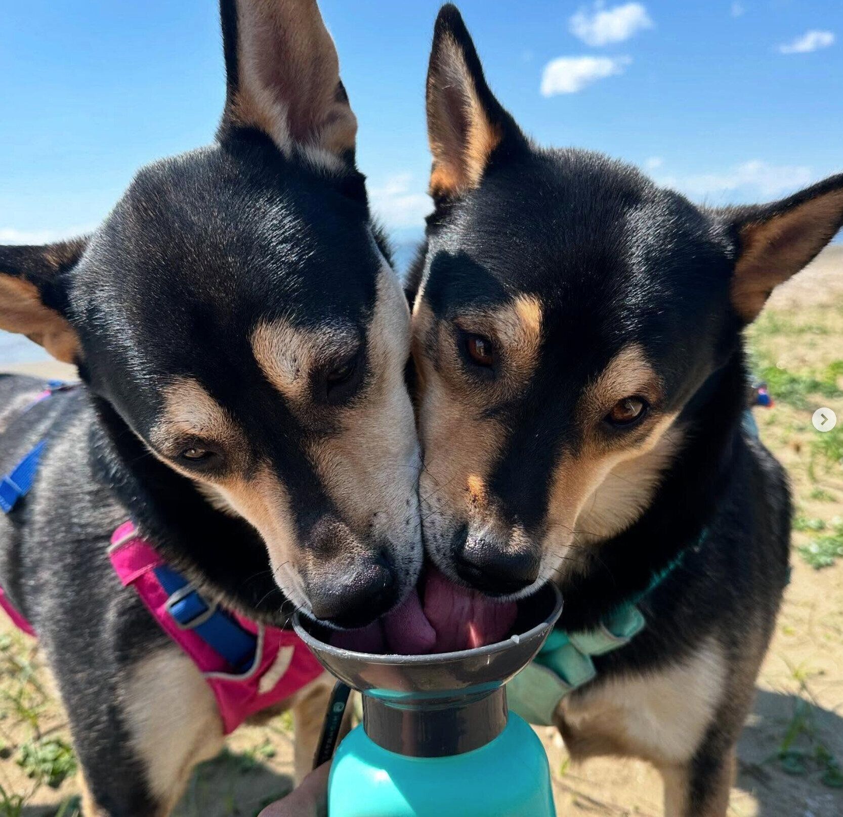 仲良く水を飲むななちゃん、いぶきくん