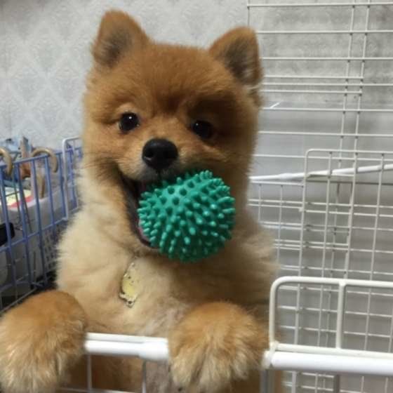ボールで遊ぶポメラニアン