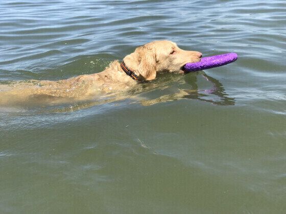 チェサピーク ベイ レトリーバーの特徴 性格 最新価格と飼い方 いぬのきもち 犬図鑑 いぬのきもちweb Magazine