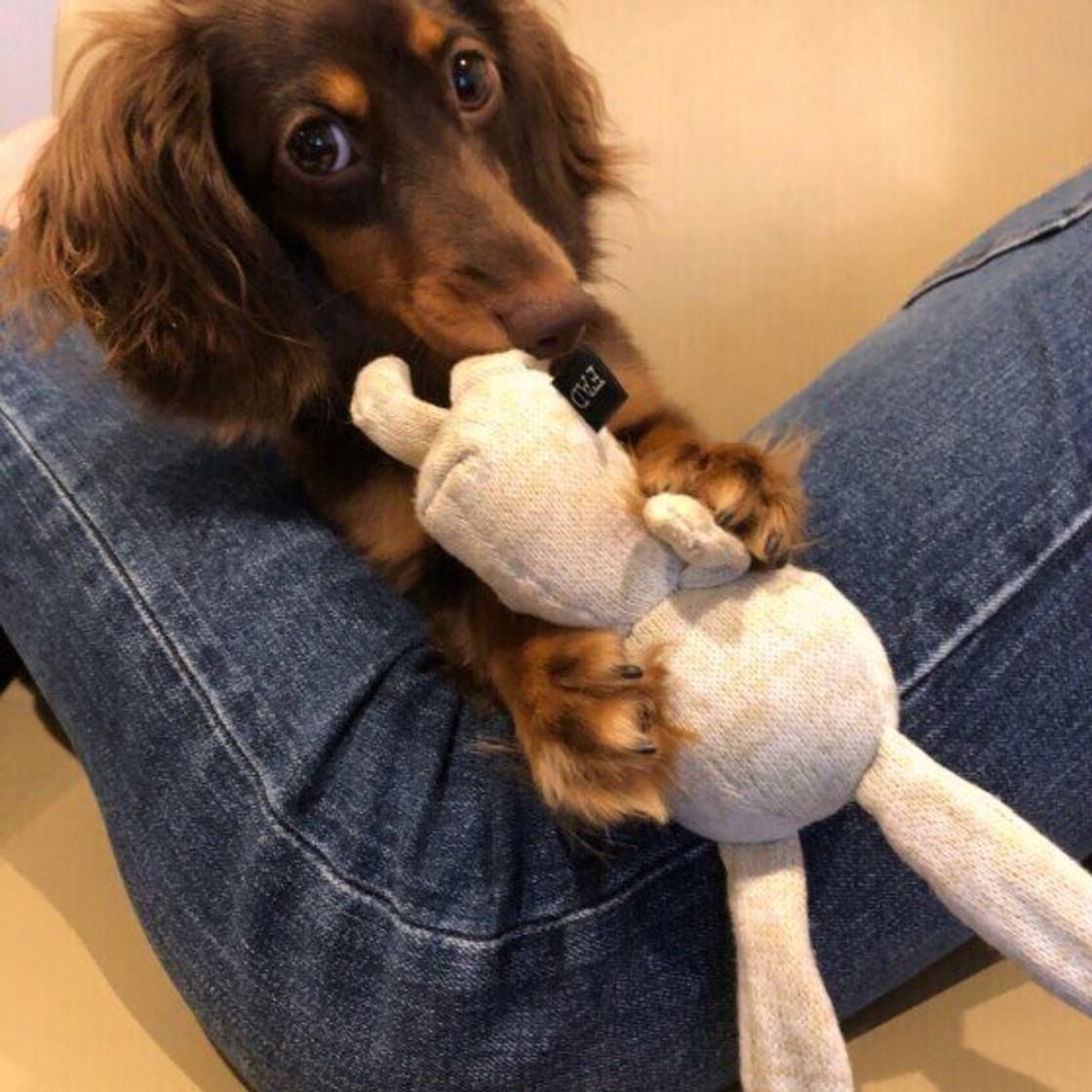 愛犬からの 大好きサイン 5つ 可愛いしぐさにほっこり いぬのきもちweb Magazine 愛犬からの 大好きサイン 5つ 可愛いしぐさにほっこり いぬのきもちweb Magazine