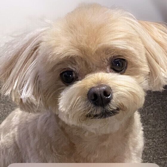 犬の歯磨きだけじゃない？ 犬の口周りをお手入れするコツ いぬのきもち