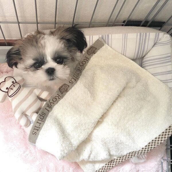 お気に入りのぬいぐるみと添い寝するぽんぷぅちゃん