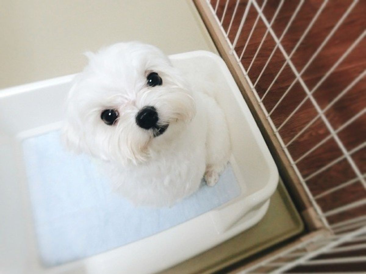 家の犬のニオイよさらば 家電とお掃除テクで簡単ニオワセナイ術 いぬのきもちweb Magazine 家の犬のニオイよさらば 家電とお掃除テクで簡単ニオワセナイ術 いぬのきもちweb Magazine