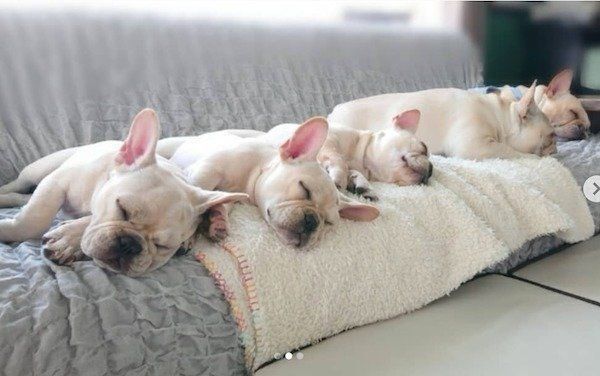 仲良く眠るフレンチ・ブルドッグ家族