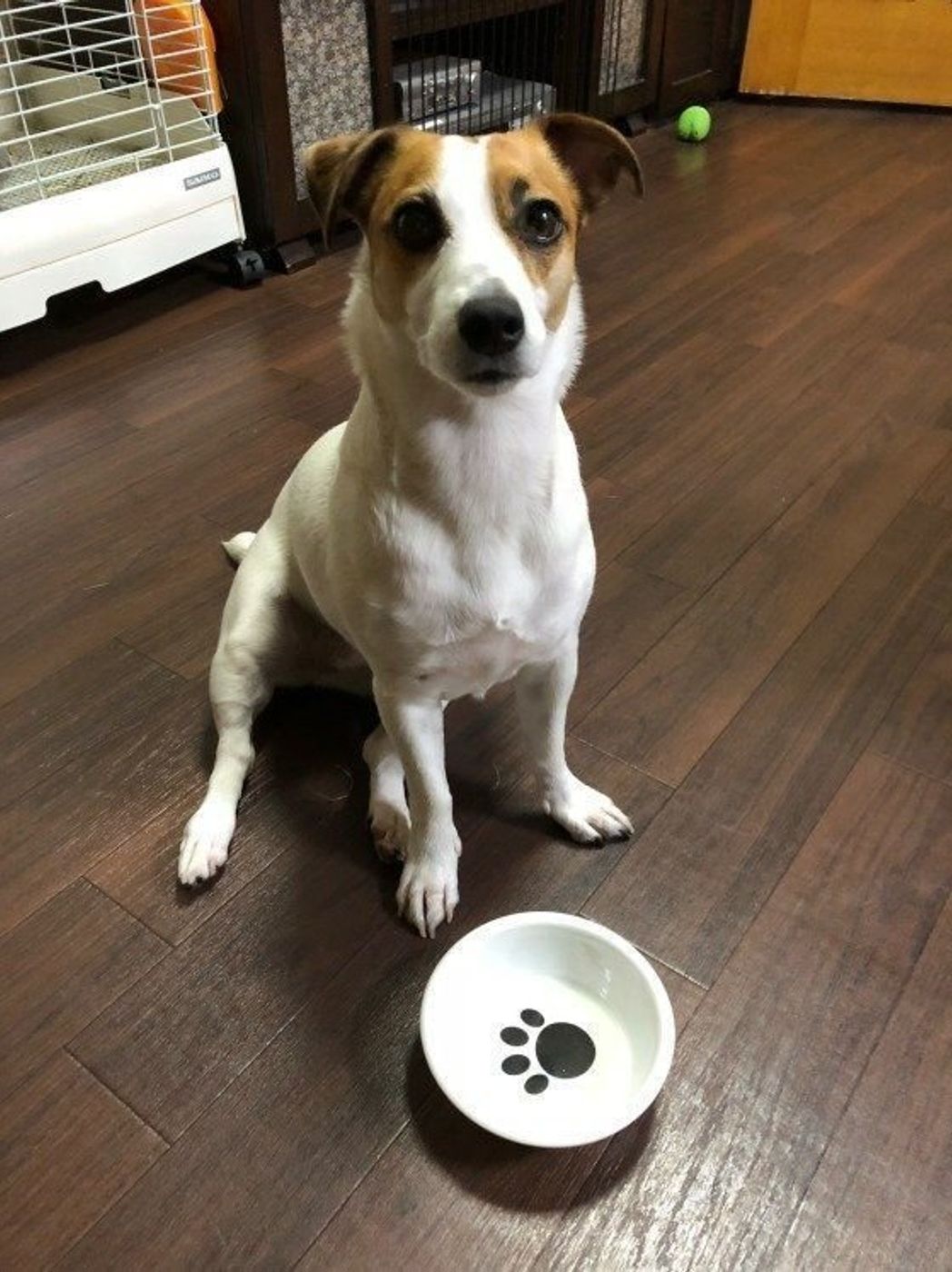 獣医師監修 犬のフードに含まれる ミール の安全性とは いぬのきもちweb Magazine 獣医師監修 犬のフードに含まれる ミール の安全性とは いぬのきもちweb Magazine