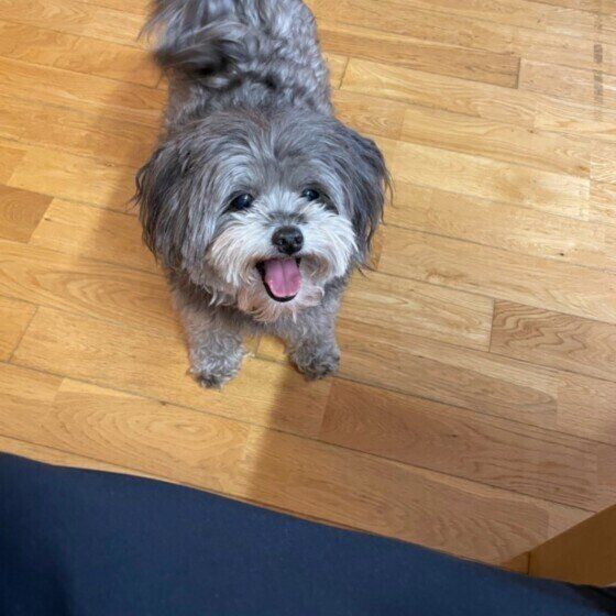 笑顔の犬