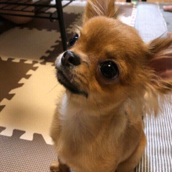 子犬を寒さから守ろう！はじめての冬、特に気を付けることは？ いぬのきもち