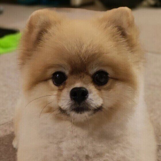 犬伝染性肝炎ってどんな病気？ いぬのきもち