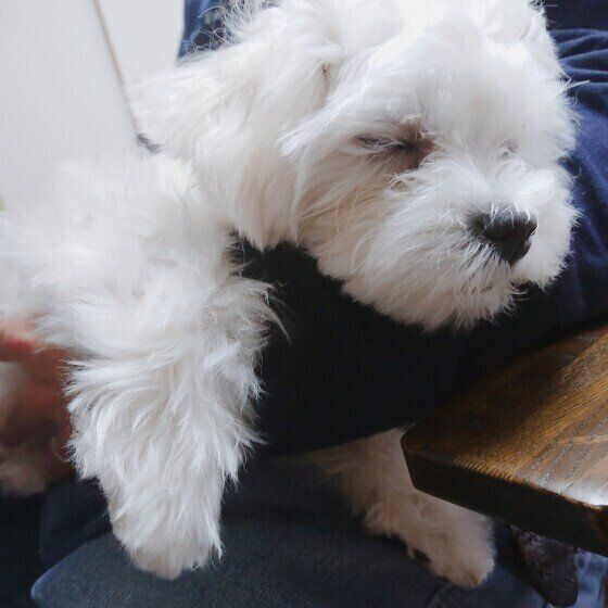 マルチーズのこまりちゃん