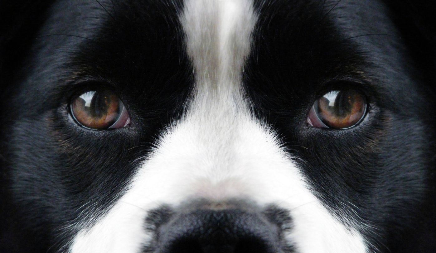 犬の緑内障って どんな病気 かかりやすい犬や治療法 予防法は いぬのきもちweb Magazine 犬の緑内障って どんな病気 かかりやすい犬や治療法 予防法は いぬのきもちweb Magazine