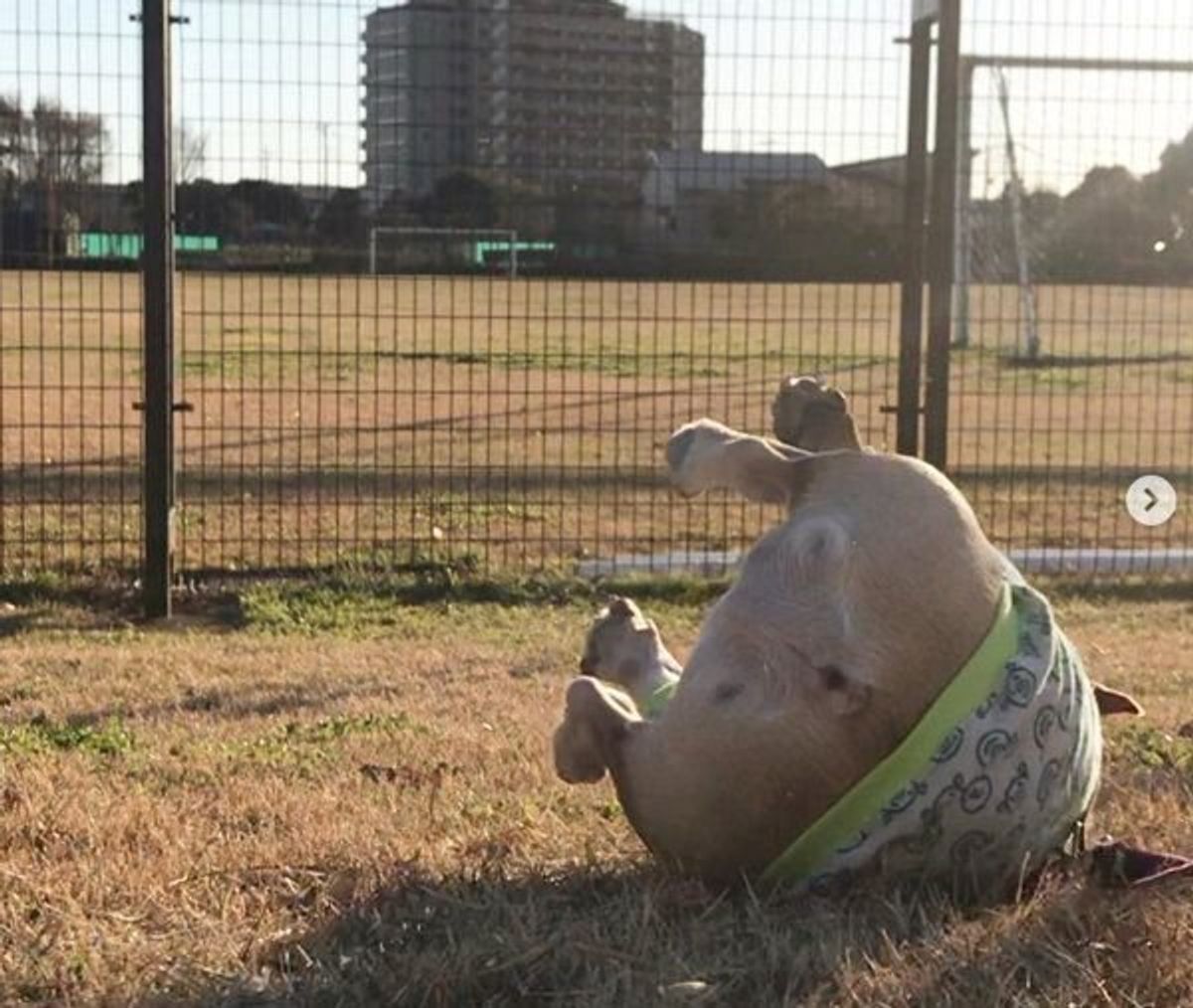 フレブルちゃんが ある姿 3連発を披露 おもしろかわいいと大反響 いぬのきもちweb Magazine フレブルちゃんが ある姿 3連発を披露 おもしろかわいいと大反響 いぬのきもちweb Magazine