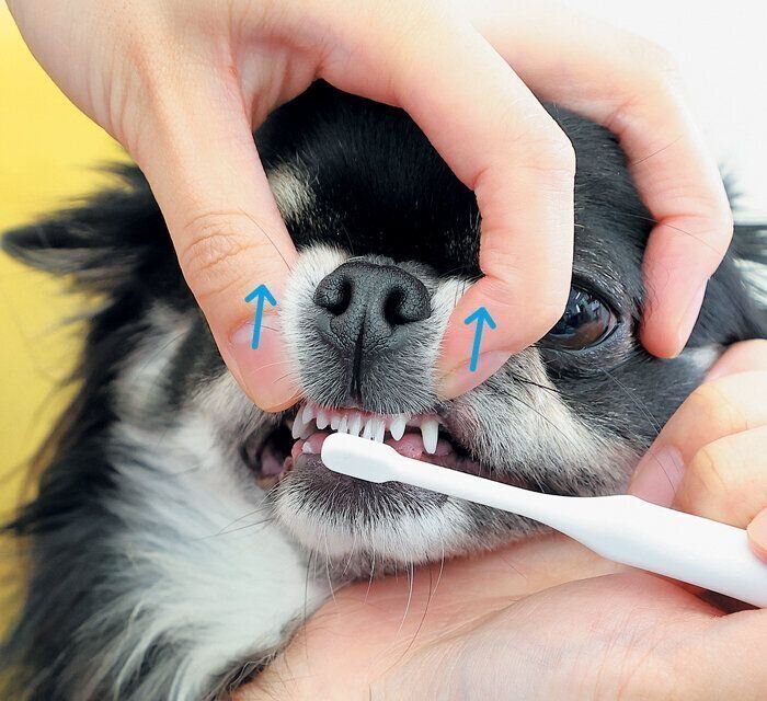 切歯のみがき方2