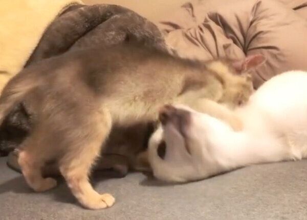 眠たい麦くんと、遊びたいラテちゃん