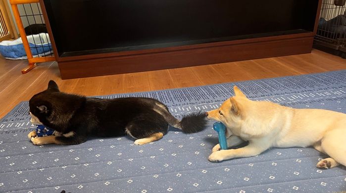 おもちゃで遊ぶあのんちゃん、つきひちゃん