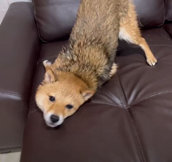 お風呂上りの柴犬