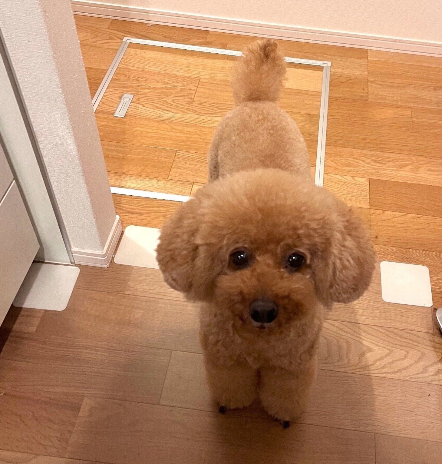 飼い主さんに迫るプーチンくん。