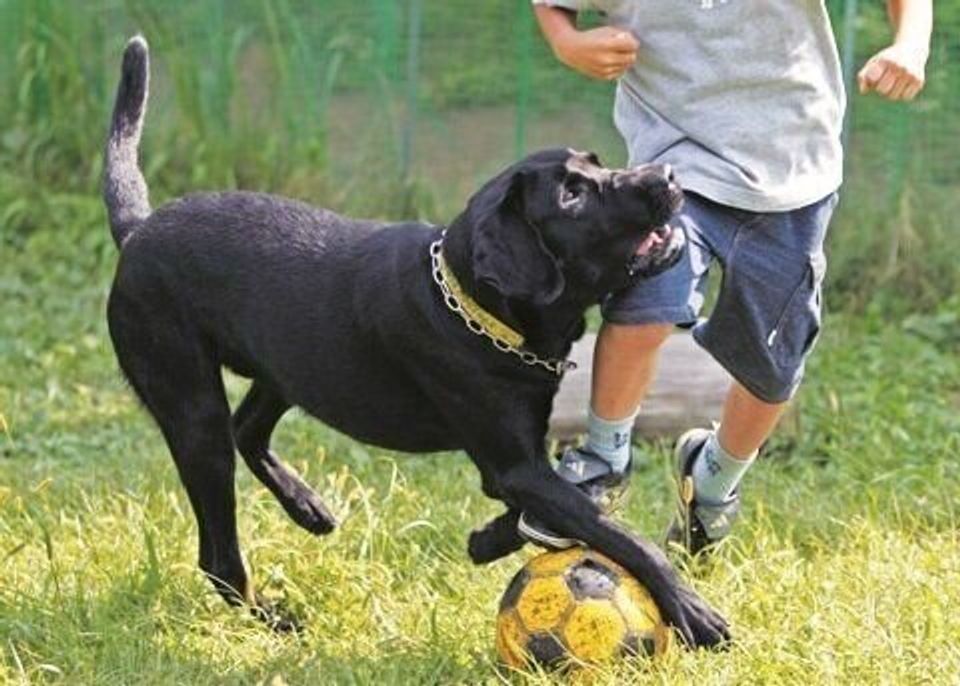 がん 前庭疾患 腎不全 シニアになって次々と襲い掛かる病気と闘う犬 いぬのきもちweb Magazine がん 前庭疾患 腎不全 シニアになって次々と襲い掛かる病気と闘う犬 いぬのきもちweb Magazine