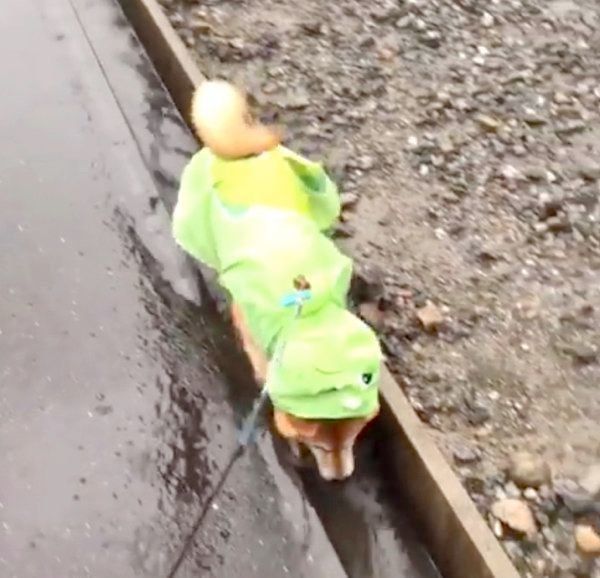 雨の日を楽しむ柴犬