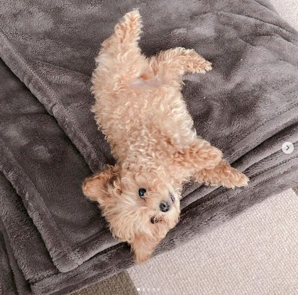 寝転がるティーカップ・プードル