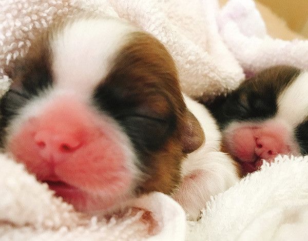 眠るシー・ズーの子犬